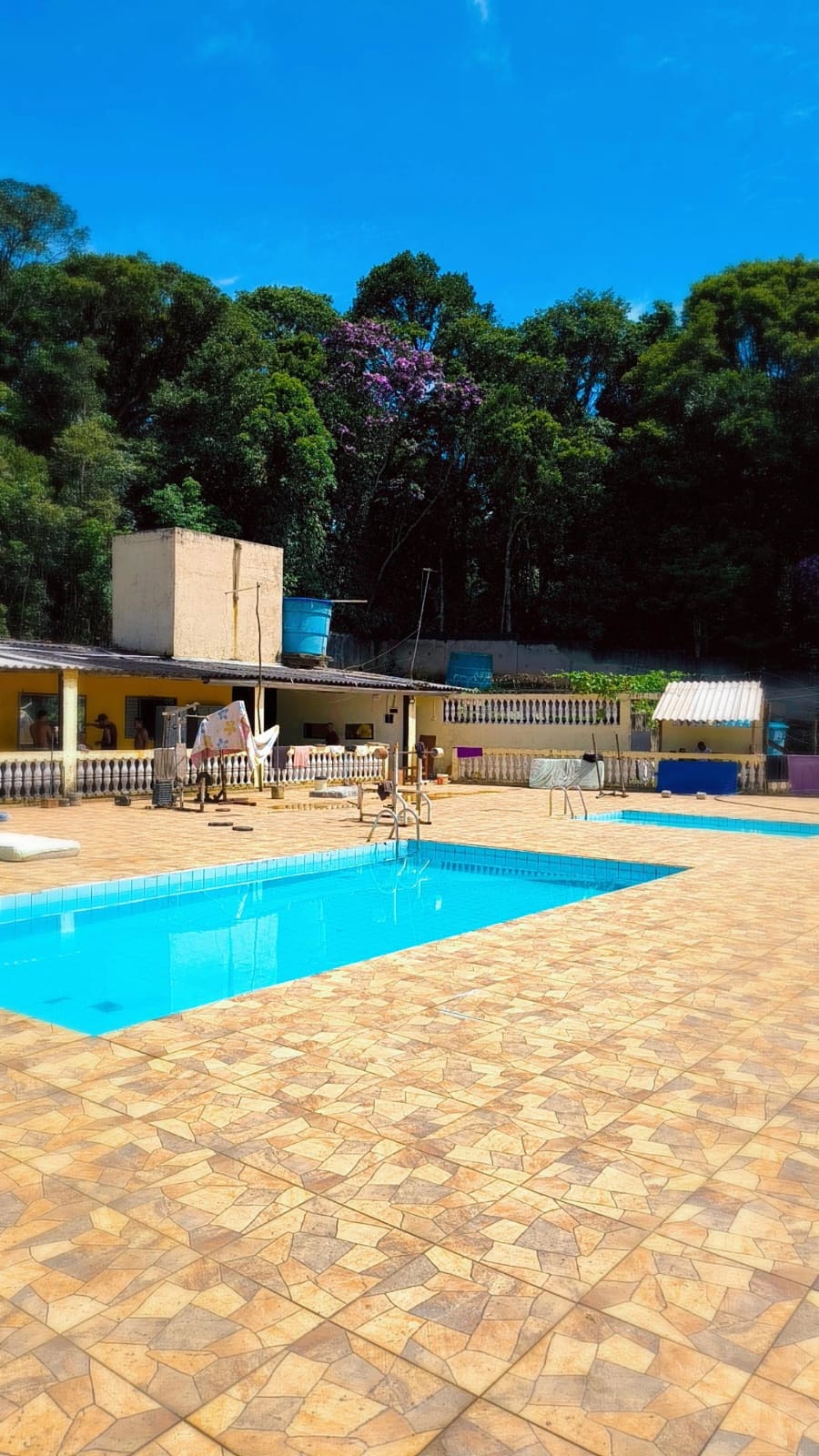 Cavalo no campo da clínica