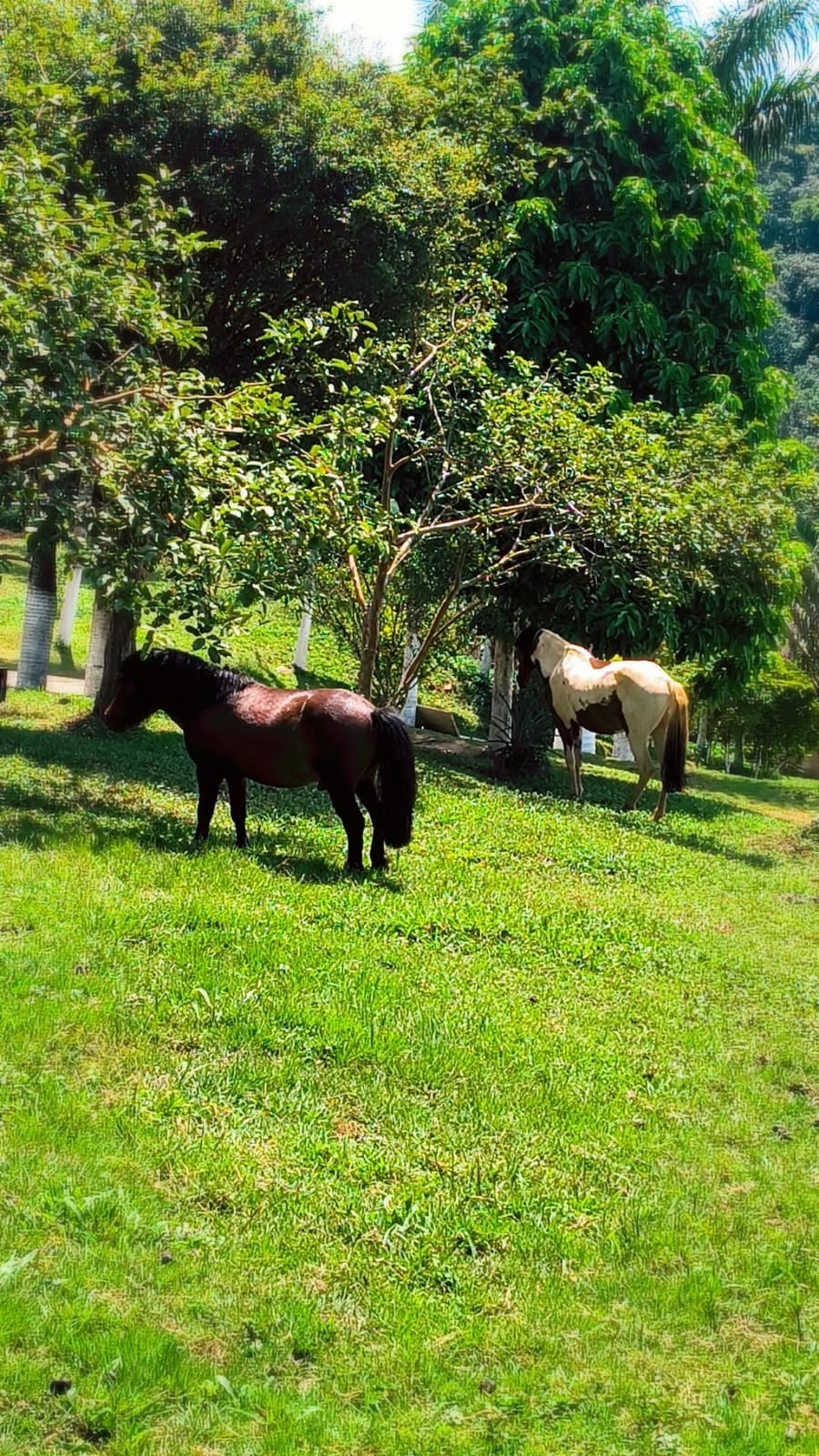 Cavalos pastando no campo