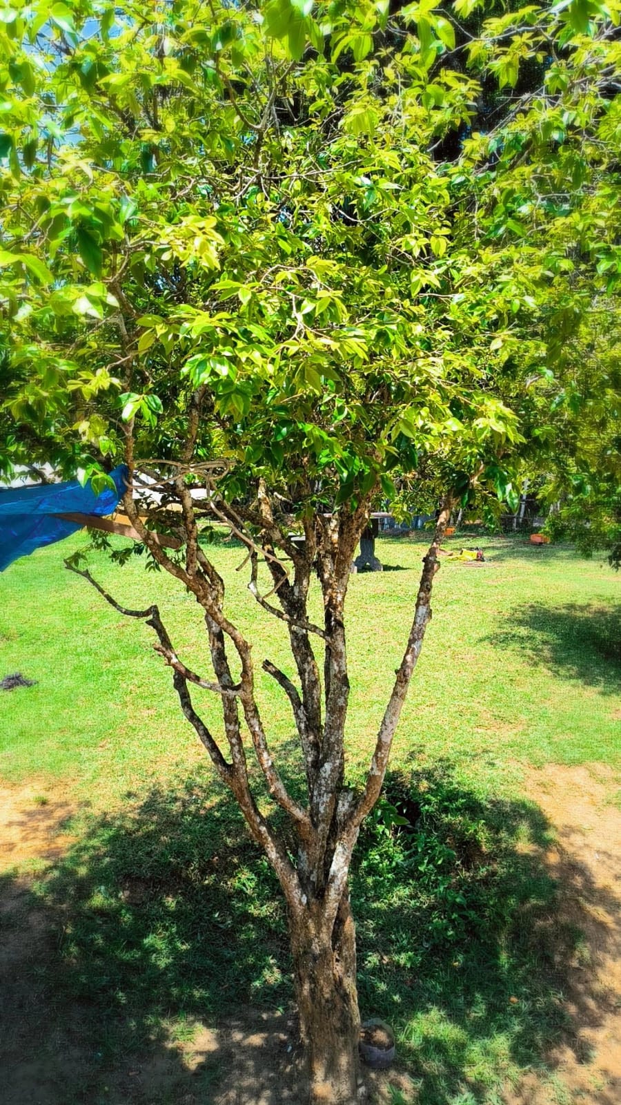 Coqueiros e palmeiras